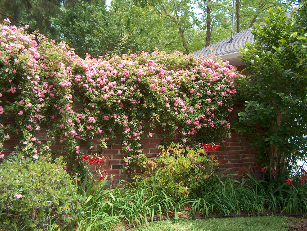Plant roses in winter for beautiful blooms later 